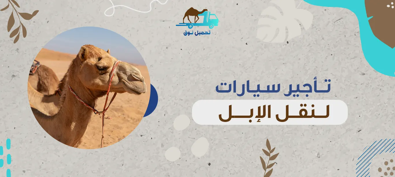 تأجير سيارات لنقل الإبل
