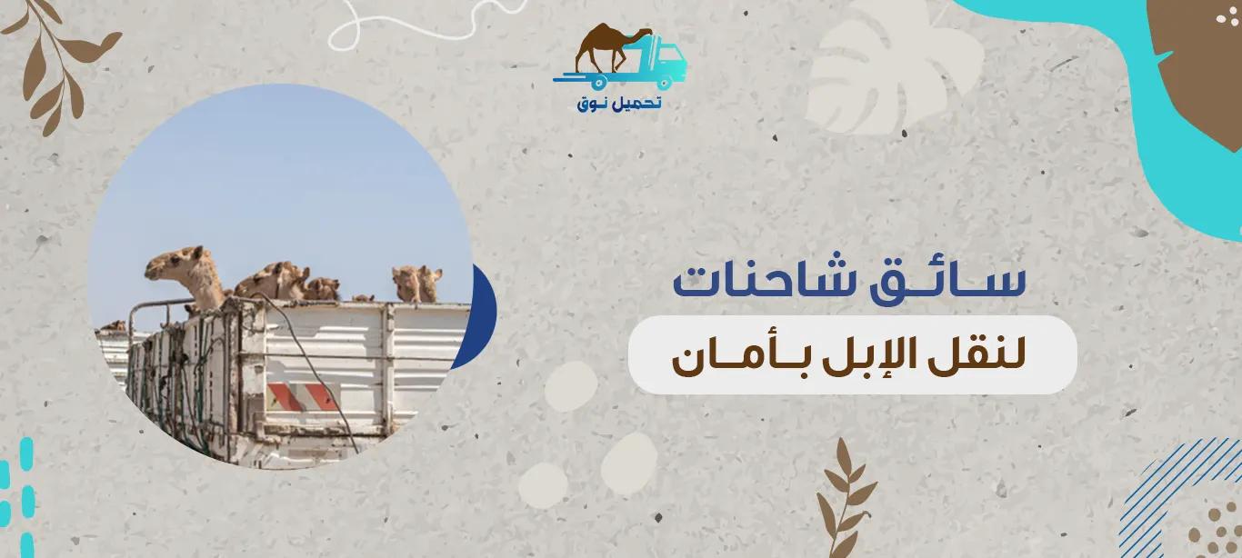 سائق شاحنات لنقل الإبل بأمان