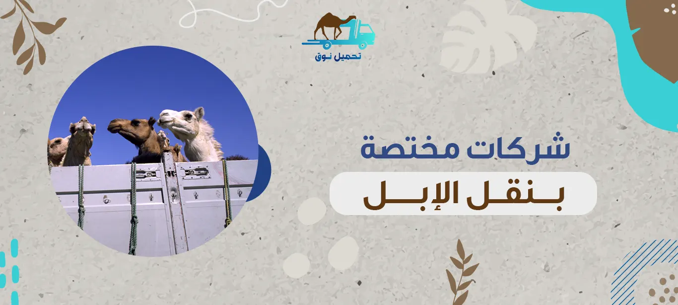 شركات مختصة بنقل الإبل