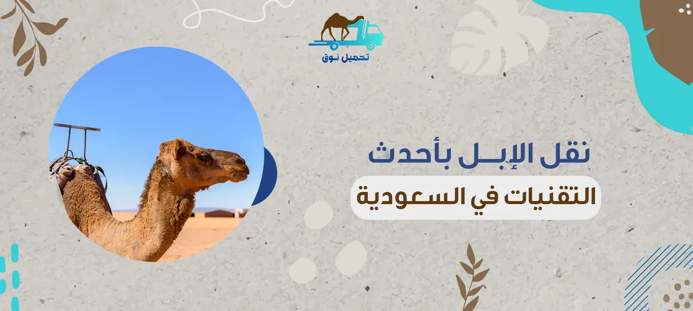 نقل الإبل بأحدث التقنيات في السعودية