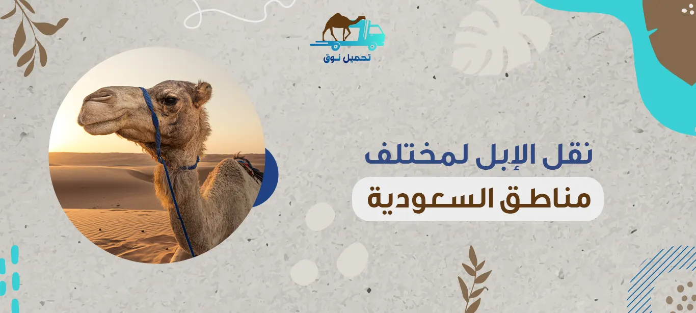 نقل الإبل لمختلف مناطق السعودية