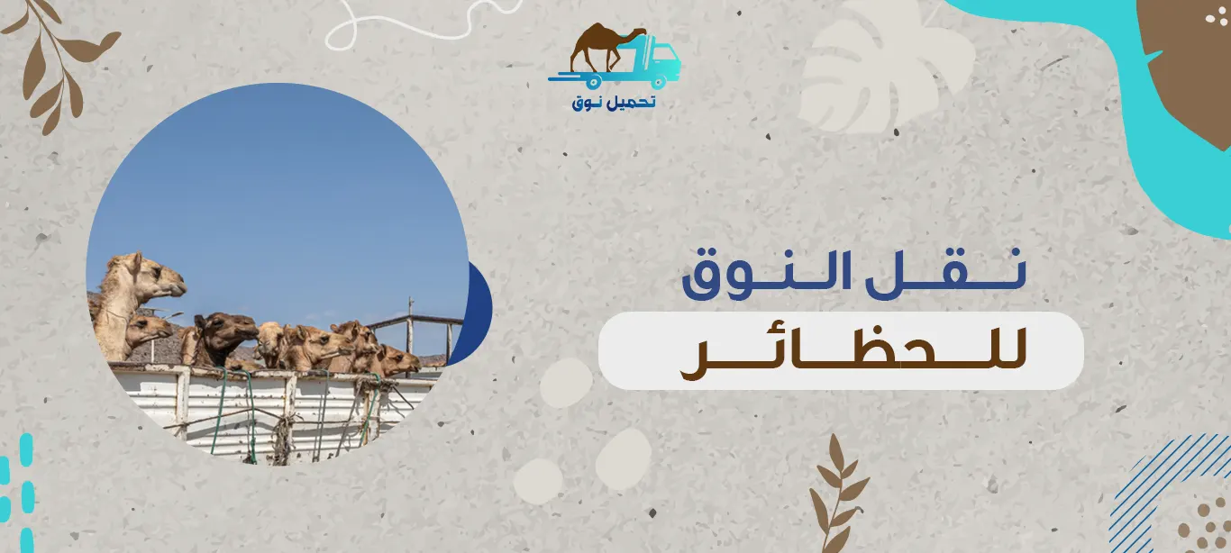 نقل النوق للحظائر